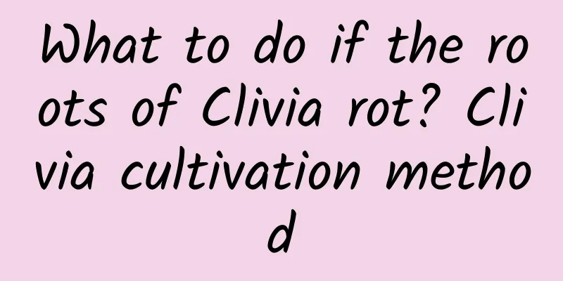 What to do if the roots of Clivia rot? Clivia cultivation method