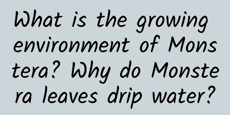 What is the growing environment of Monstera? Why do Monstera leaves drip water?