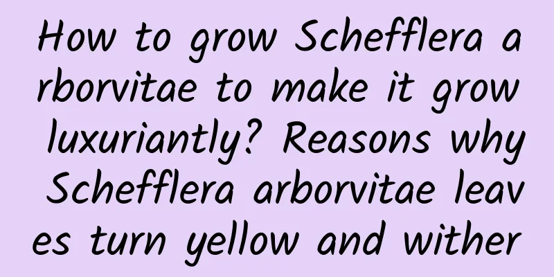 How to grow Schefflera arborvitae to make it grow luxuriantly? Reasons why Schefflera arborvitae leaves turn yellow and wither