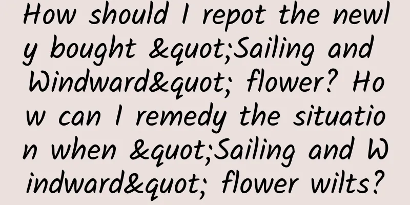 How should I repot the newly bought "Sailing and Windward" flower? How can I remedy the situation when "Sailing and Windward" flower wilts?