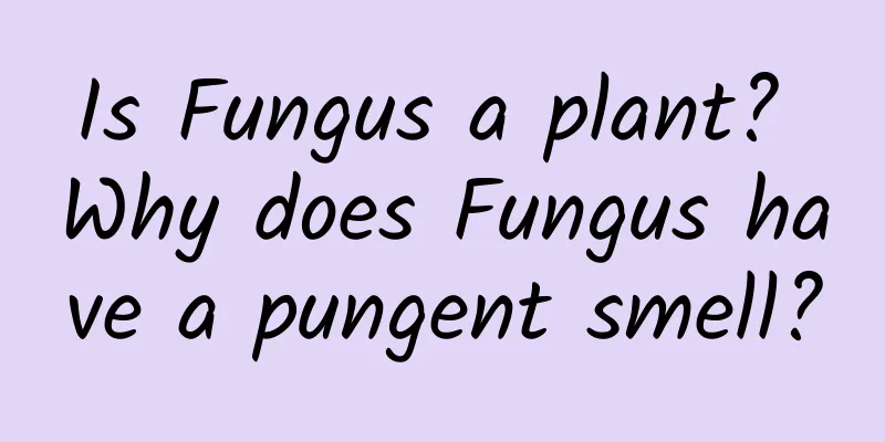 Is Fungus a plant? Why does Fungus have a pungent smell?