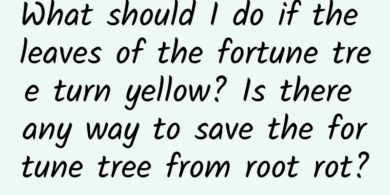 What should I do if the leaves of the fortune tree turn yellow? Is there any way to save the fortune tree from root rot?
