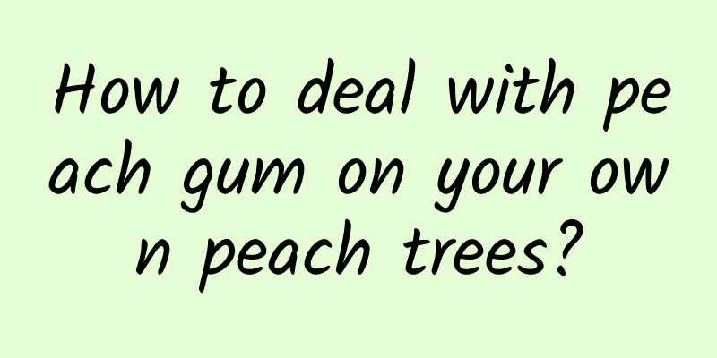 How to deal with peach gum on your own peach trees?