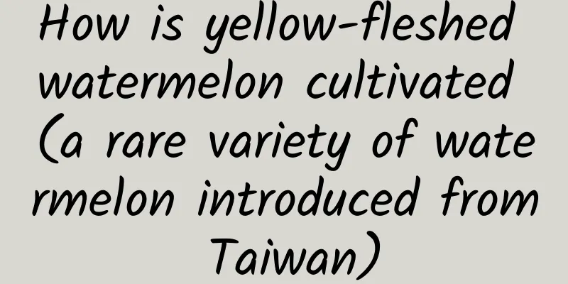 How is yellow-fleshed watermelon cultivated (a rare variety of watermelon introduced from Taiwan)