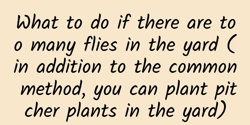 What to do if there are too many flies in the yard (in addition to the common method, you can plant pitcher plants in the yard)