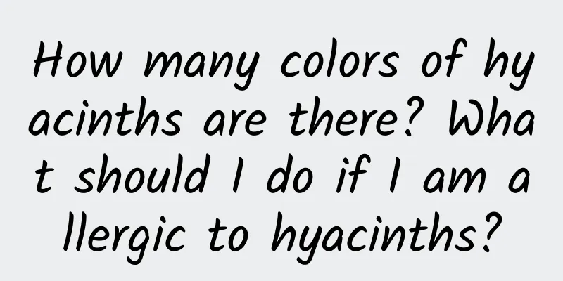 How many colors of hyacinths are there? What should I do if I am allergic to hyacinths?