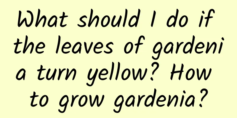 What should I do if the leaves of gardenia turn yellow? How to grow gardenia?
