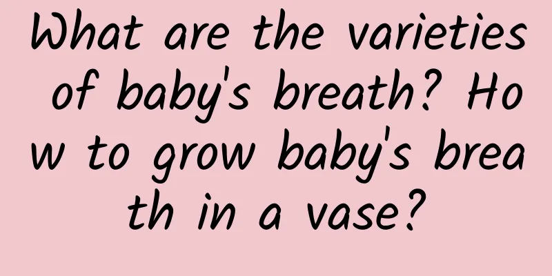 What are the varieties of baby's breath? How to grow baby's breath in a vase?