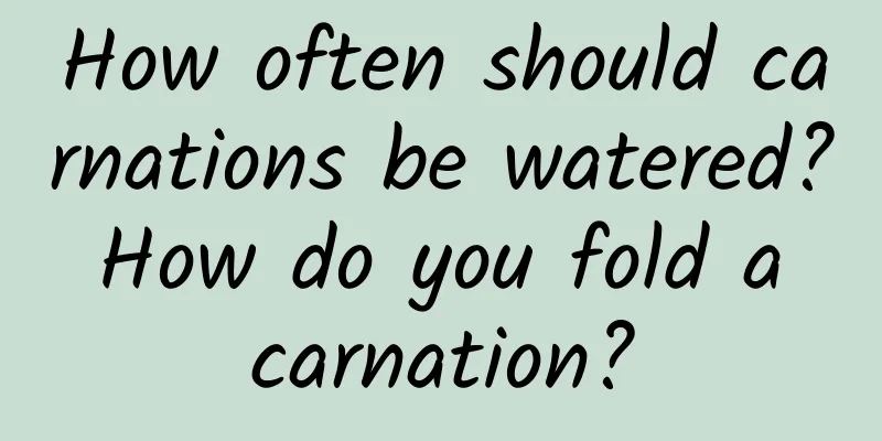 How often should carnations be watered? How do you fold a carnation?