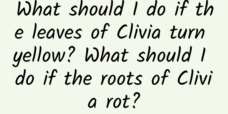 What should I do if the leaves of Clivia turn yellow? What should I do if the roots of Clivia rot?