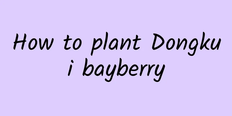 How to plant Dongkui bayberry