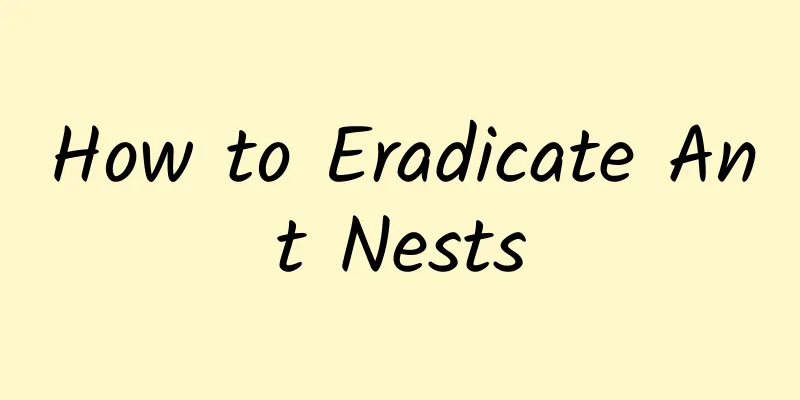 How to Eradicate Ant Nests