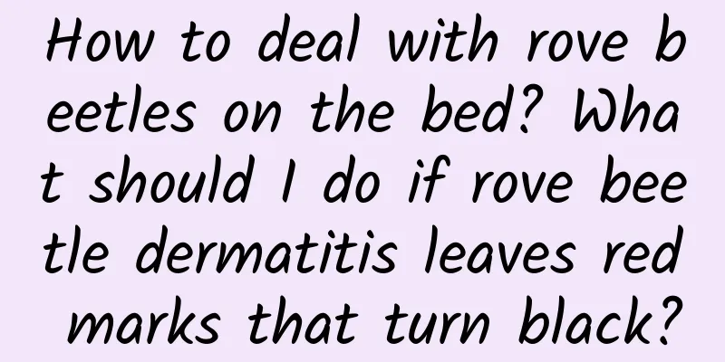 How to deal with rove beetles on the bed? What should I do if rove beetle dermatitis leaves red marks that turn black?