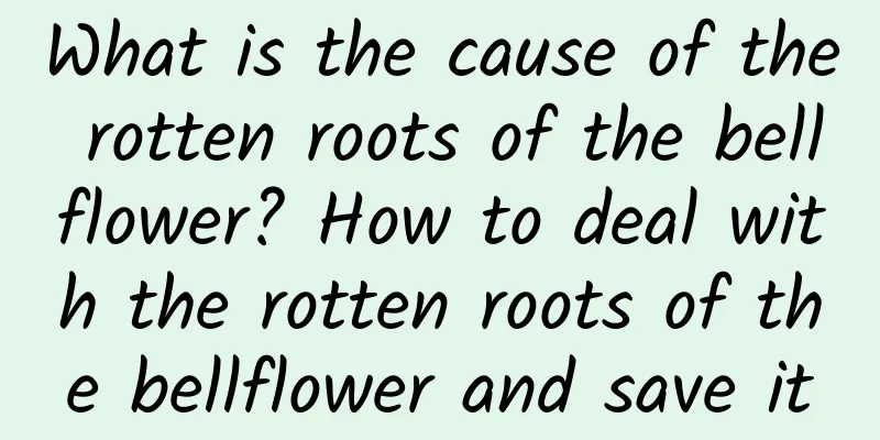 What is the cause of the rotten roots of the bellflower? How to deal with the rotten roots of the bellflower and save it