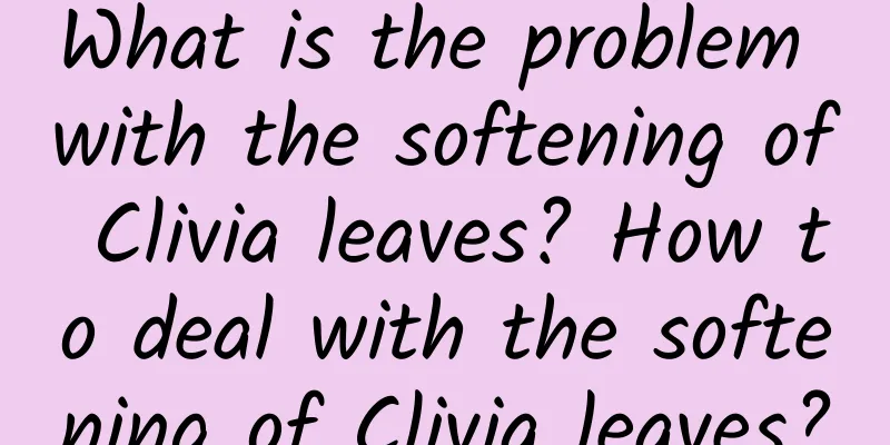 What is the problem with the softening of Clivia leaves? How to deal with the softening of Clivia leaves?