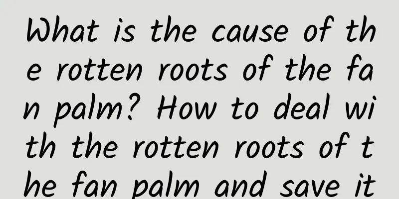 What is the cause of the rotten roots of the fan palm? How to deal with the rotten roots of the fan palm and save it