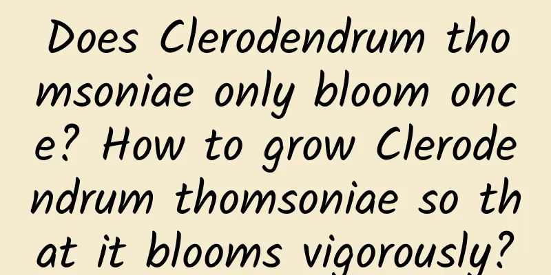 Does Clerodendrum thomsoniae only bloom once? How to grow Clerodendrum thomsoniae so that it blooms vigorously?