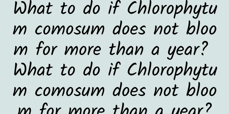 What to do if Chlorophytum comosum does not bloom for more than a year? What to do if Chlorophytum comosum does not bloom for more than a year?