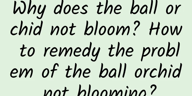 Why does the ball orchid not bloom? How to remedy the problem of the ball orchid not blooming?