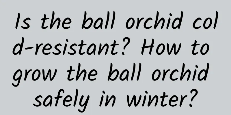 Is the ball orchid cold-resistant? How to grow the ball orchid safely in winter?