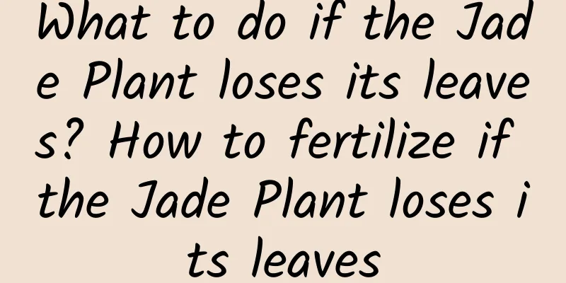 What to do if the Jade Plant loses its leaves? How to fertilize if the Jade Plant loses its leaves