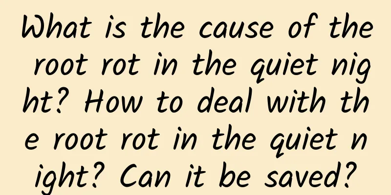 What is the cause of the root rot in the quiet night? How to deal with the root rot in the quiet night? Can it be saved?