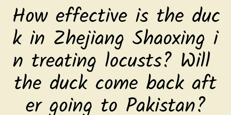How effective is the duck in Zhejiang Shaoxing in treating locusts? Will the duck come back after going to Pakistan?
