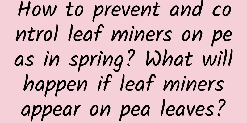 How to prevent and control leaf miners on peas in spring? What will happen if leaf miners appear on pea leaves?