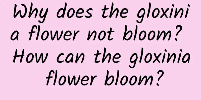 Why does the gloxinia flower not bloom? How can the gloxinia flower bloom?