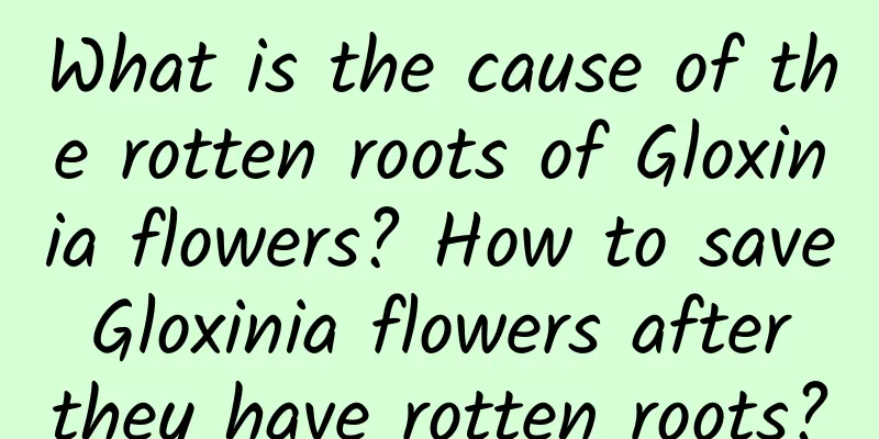 What is the cause of the rotten roots of Gloxinia flowers? How to save Gloxinia flowers after they have rotten roots?