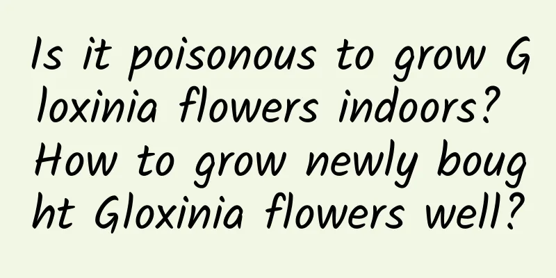 Is it poisonous to grow Gloxinia flowers indoors? How to grow newly bought Gloxinia flowers well?