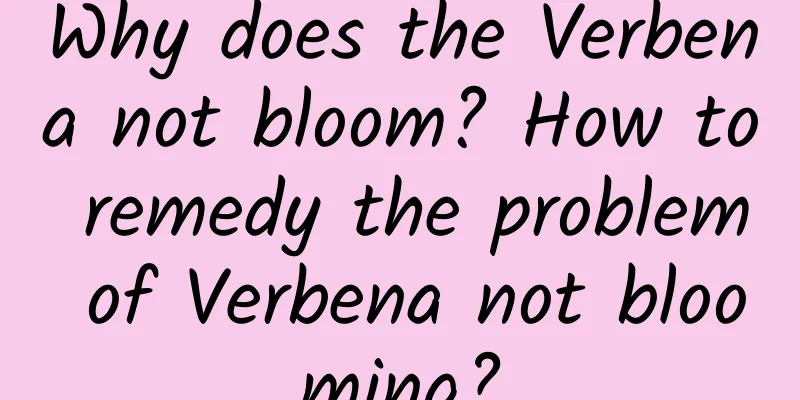 Why does the Verbena not bloom? How to remedy the problem of Verbena not blooming?