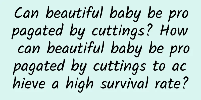 Can beautiful baby be propagated by cuttings? How can beautiful baby be propagated by cuttings to achieve a high survival rate?