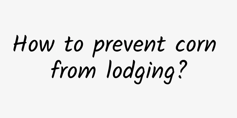 How to prevent corn from lodging?