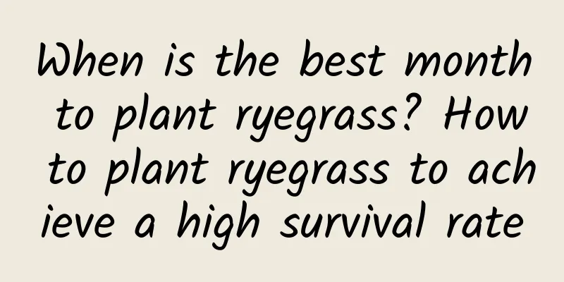 When is the best month to plant ryegrass? How to plant ryegrass to achieve a high survival rate