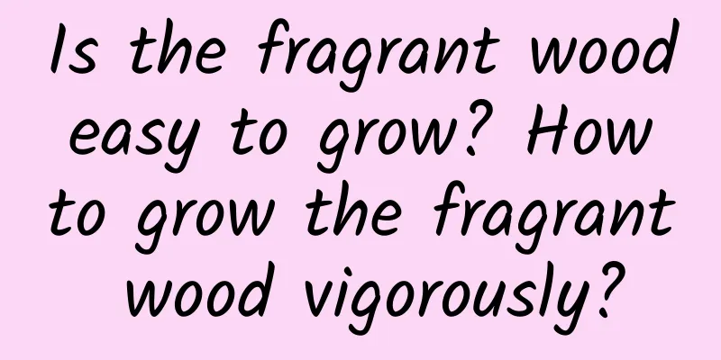 Is the fragrant wood easy to grow? How to grow the fragrant wood vigorously?