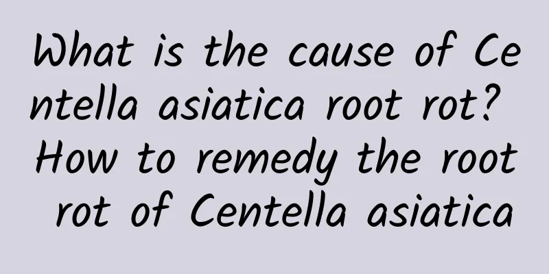 What is the cause of Centella asiatica root rot? How to remedy the root rot of Centella asiatica
