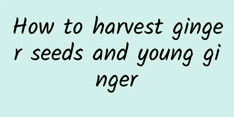 How to harvest ginger seeds and young ginger