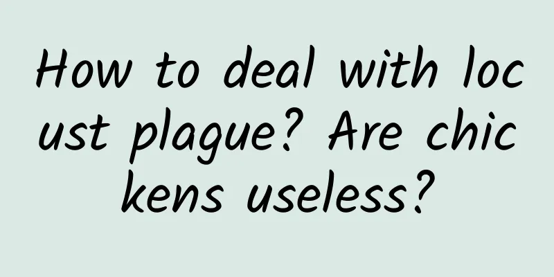 How to deal with locust plague? Are chickens useless?