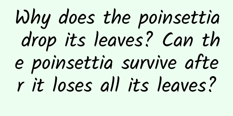 Why does the poinsettia drop its leaves? Can the poinsettia survive after it loses all its leaves?