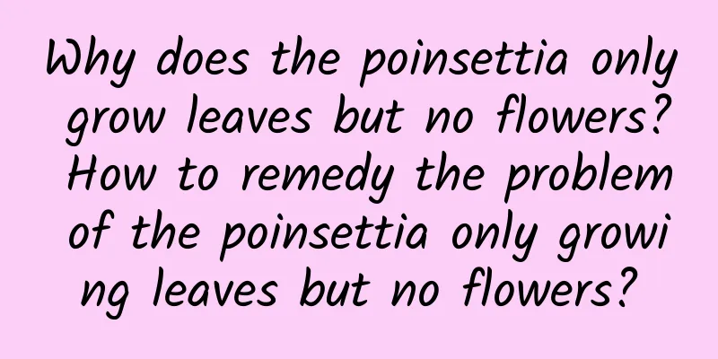 Why does the poinsettia only grow leaves but no flowers? How to remedy the problem of the poinsettia only growing leaves but no flowers?