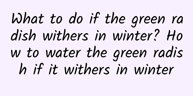 What to do if the green radish withers in winter? How to water the green radish if it withers in winter