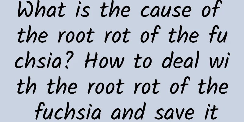 What is the cause of the root rot of the fuchsia? How to deal with the root rot of the fuchsia and save it