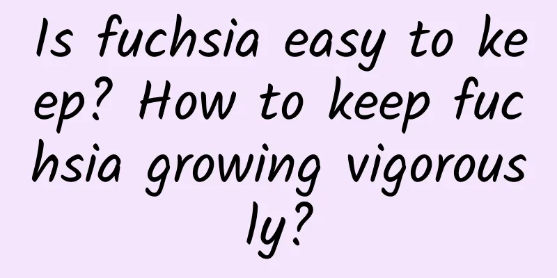 Is fuchsia easy to keep? How to keep fuchsia growing vigorously?