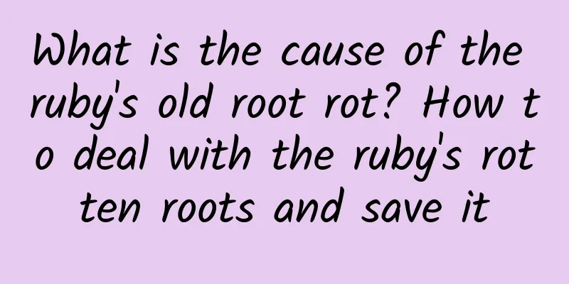 What is the cause of the ruby's old root rot? How to deal with the ruby's rotten roots and save it