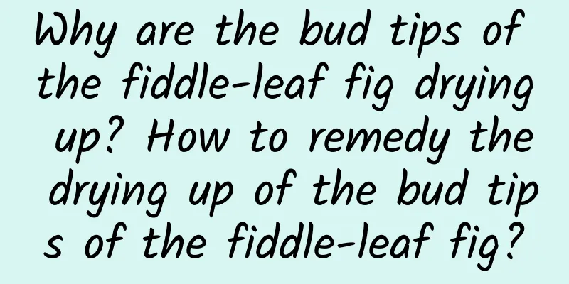 Why are the bud tips of the fiddle-leaf fig drying up? How to remedy the drying up of the bud tips of the fiddle-leaf fig?