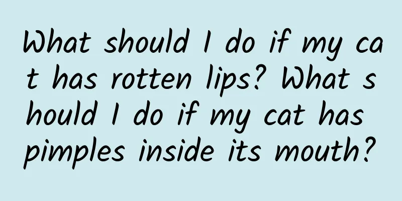 What should I do if my cat has rotten lips? What should I do if my cat has pimples inside its mouth?