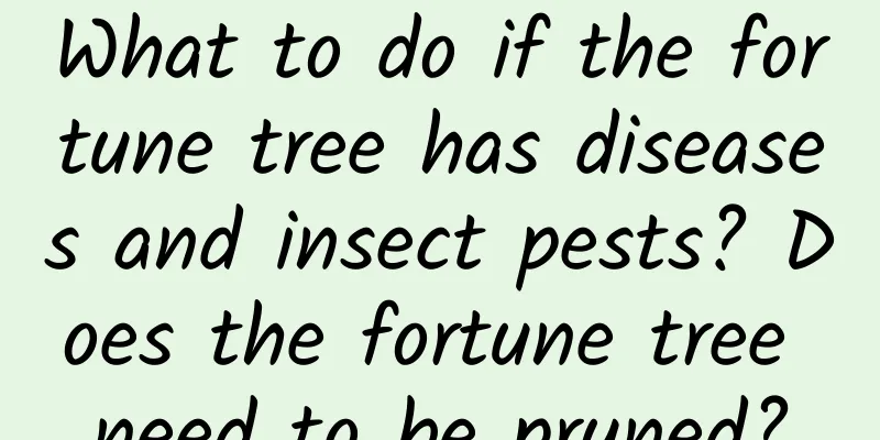 What to do if the fortune tree has diseases and insect pests? Does the fortune tree need to be pruned?