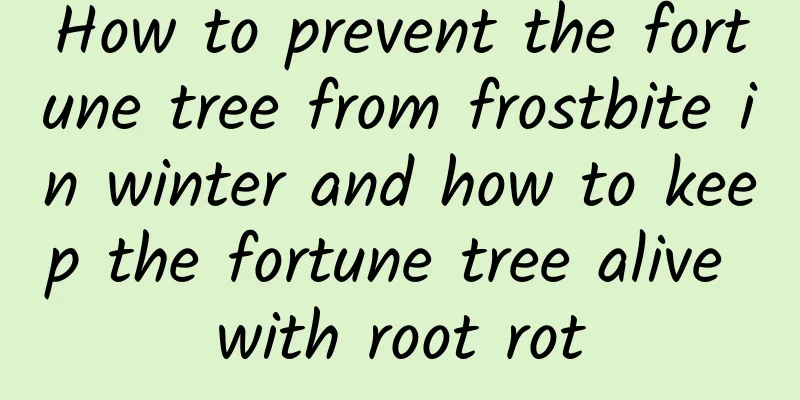 How to prevent the fortune tree from frostbite in winter and how to keep the fortune tree alive with root rot