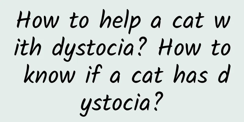 How to help a cat with dystocia? How to know if a cat has dystocia?